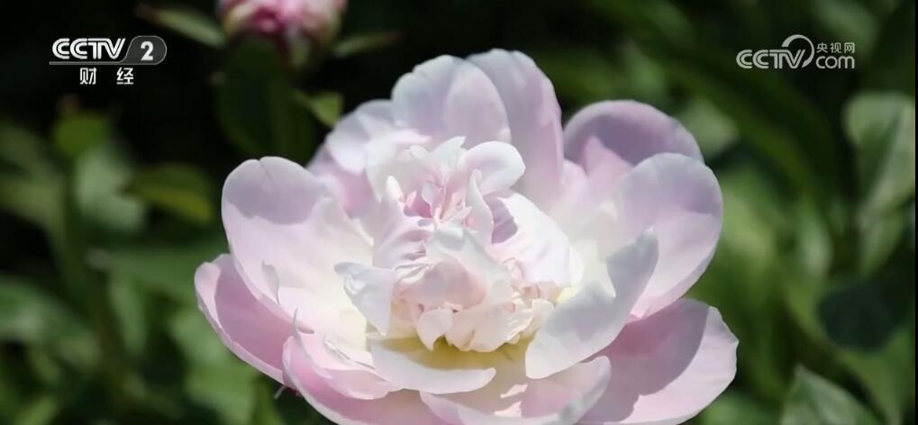 “小特产”变身“大产业” 以花为“媒”激发乡村振兴新活力 “小特产”变身“大产业” 以花为“媒”激发乡村振兴新活力