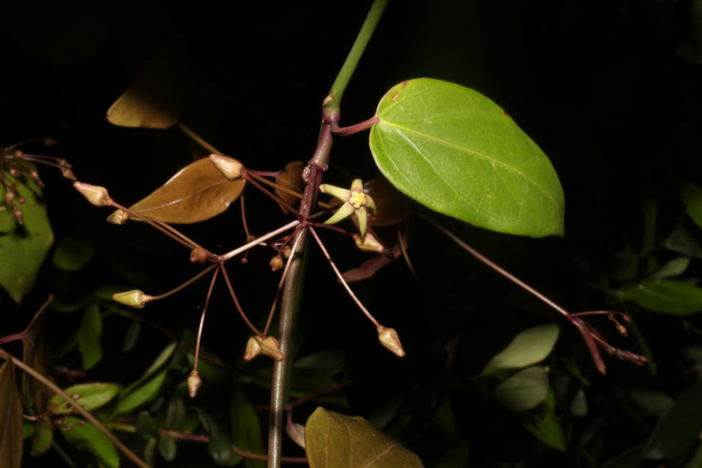 10年科考 重庆阴条岭国家级自然保护区发现5个植物新种 10年科考 重庆阴条岭国家级自然保护区发现5个植物新种