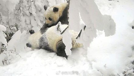 时隔近十年 西岭雪山野生大熊猫再现母子同框
