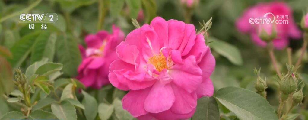 “小特产”变身“大产业” 以花为“媒”激发乡村振兴新活力 “小特产”变身“大产业” 以花为“媒”激发乡村振兴新活力