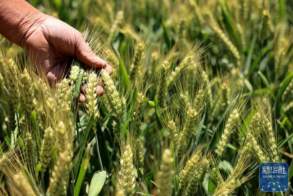 初夏粮田劳作忙 初夏粮田劳作忙