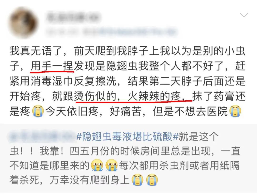 毒液堪比硫酸，已有人中招！这种虫夏天活跃，重庆高发