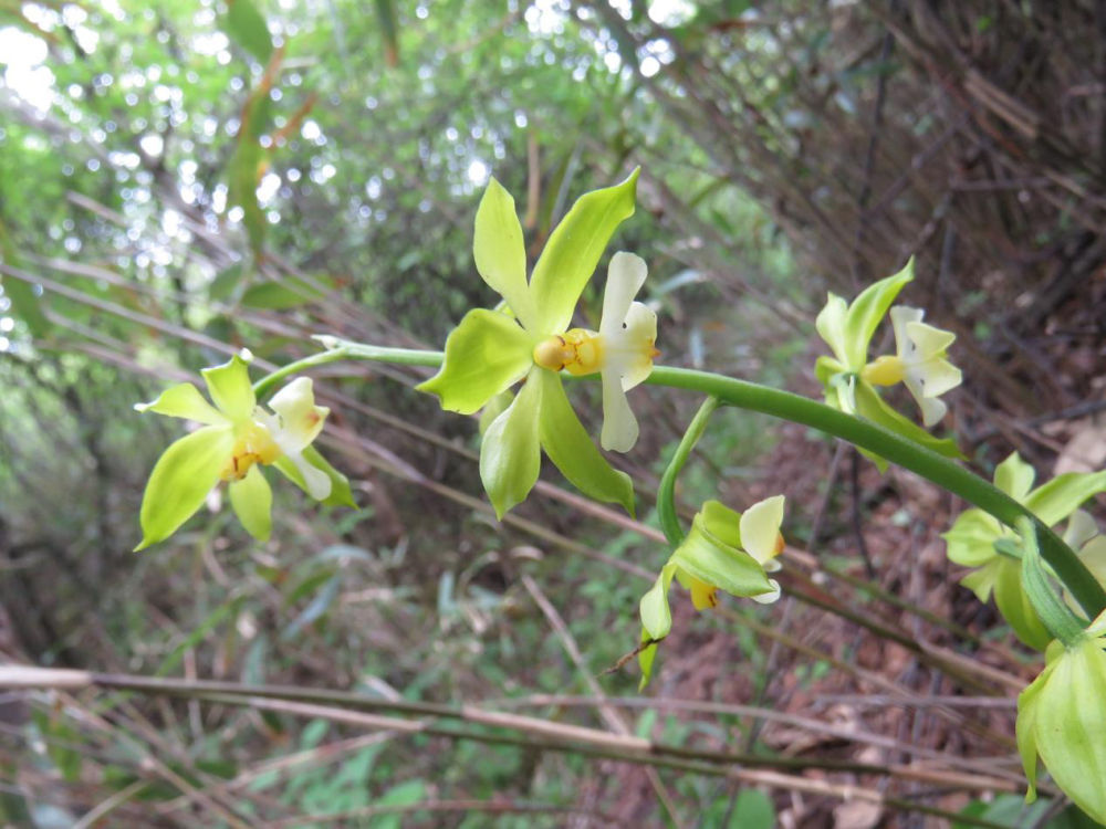 10年科考 重庆阴条岭国家级自然保护区发现5个植物新种 10年科考 重庆阴条岭国家级自然保护区发现5个植物新种