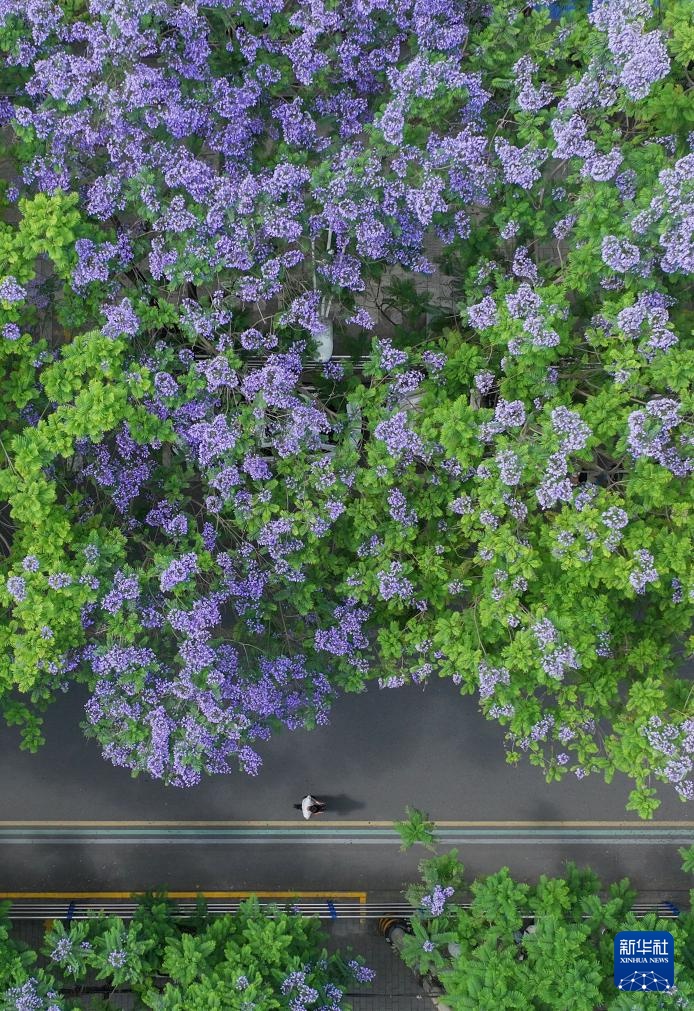 四川遂宁：蓝花楹扮靓城市