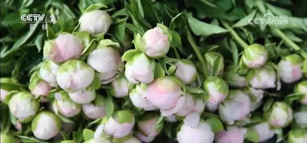 “小特产”变身“大产业” 以花为“媒”激发乡村振兴新活力 “小特产”变身“大产业” 以花为“媒”激发乡村振兴新活力