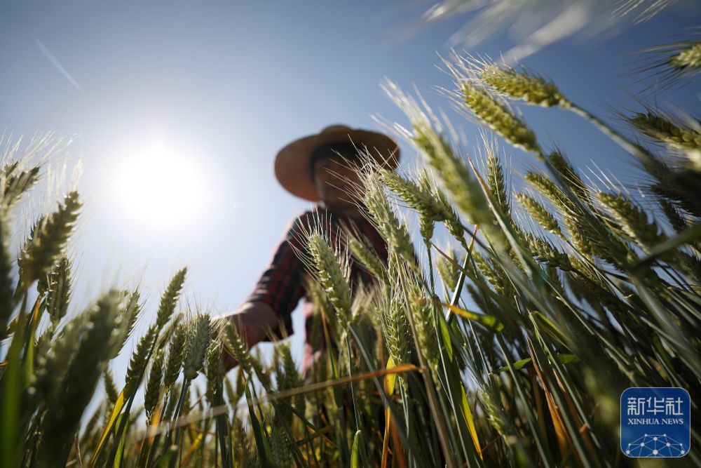 初夏粮田劳作忙 初夏粮田劳作忙