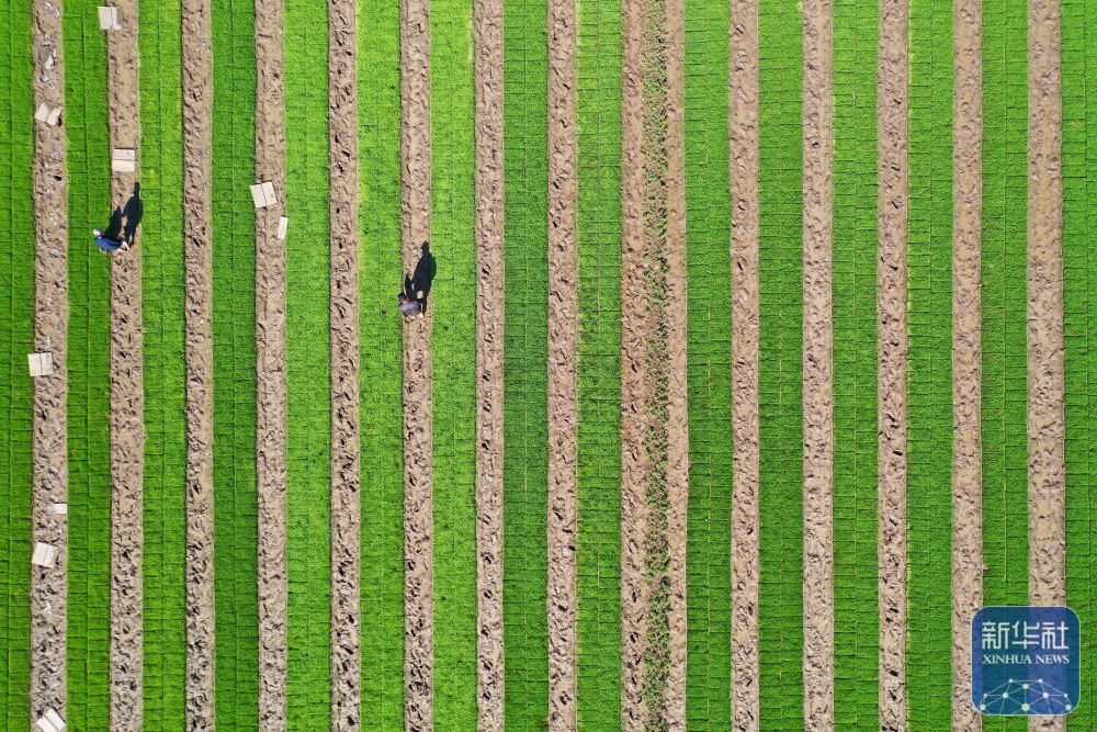 初夏粮田劳作忙 初夏粮田劳作忙