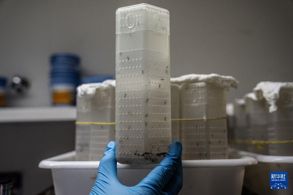 小蚊子也有大用处——巴西生物工厂助力虫媒疾病防控