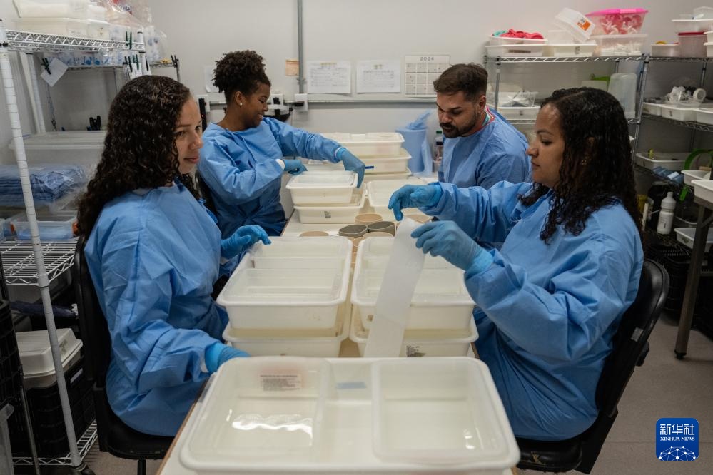 小蚊子也有大用处——巴西生物工厂助力虫媒疾病防控