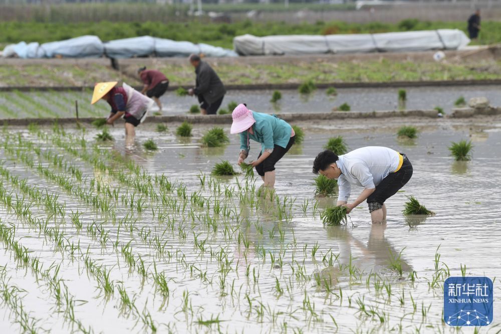 初夏粮田劳作忙 初夏粮田劳作忙