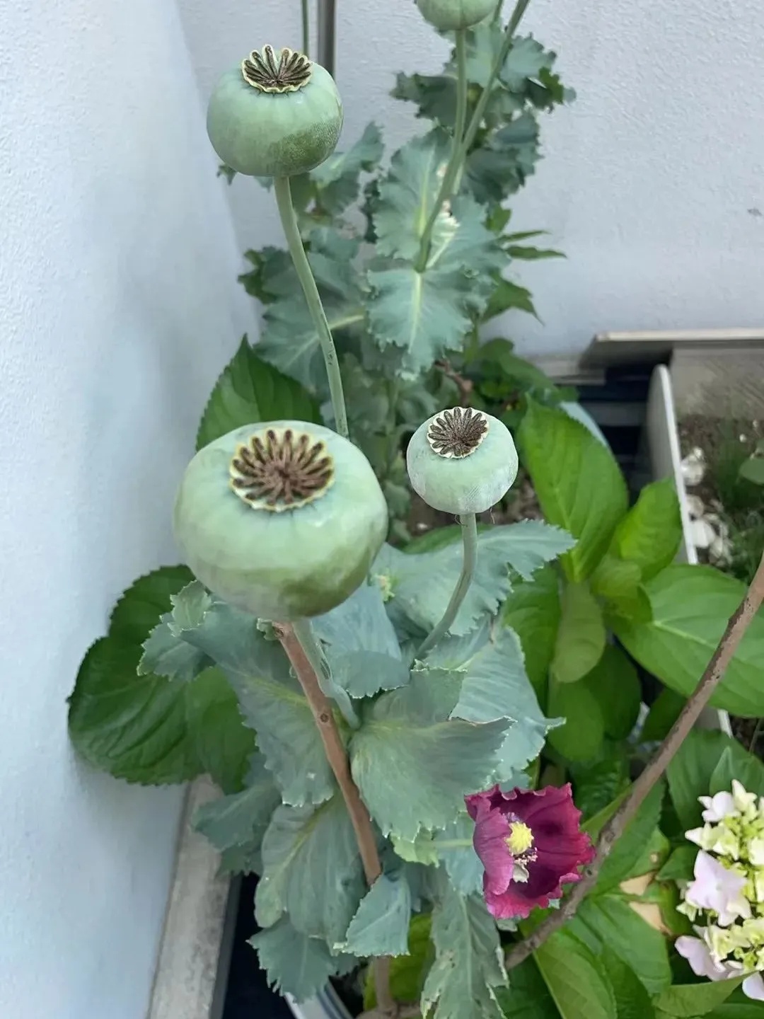 杭州女子顶楼晒被子,发现邻居竟然在…… 杭州女子顶楼晒被子,发现邻居竟然在……