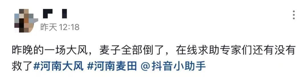 河南部分麦田被大风吹倒?网友在线求助,高校发文 河南部分麦田被大风吹倒?网友在线求助,高校发文