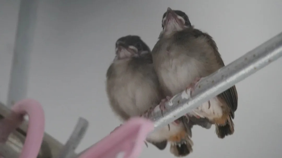 红耳bēi飞到学生宿舍筑巢？网友：论文送上门！