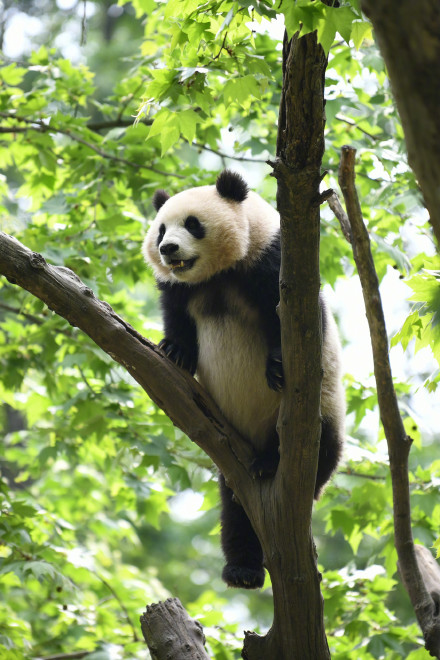 旅外大熊猫回家后的生活 哪只是你心爱的小熊？