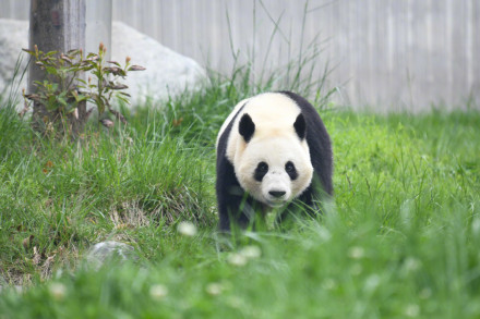 旅外大熊猫回家后的生活 哪只是你心爱的小熊？