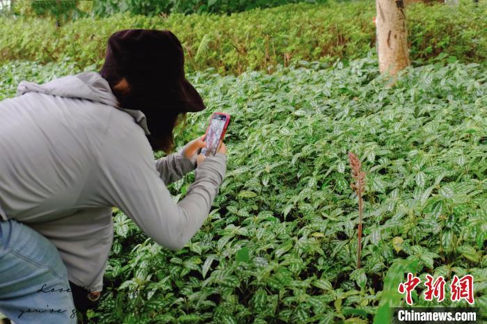 广西柳州:罕见珍惜植物野生无叶美冠兰“现身” 广西柳州:罕见珍惜植物野生无叶美冠兰“现身”