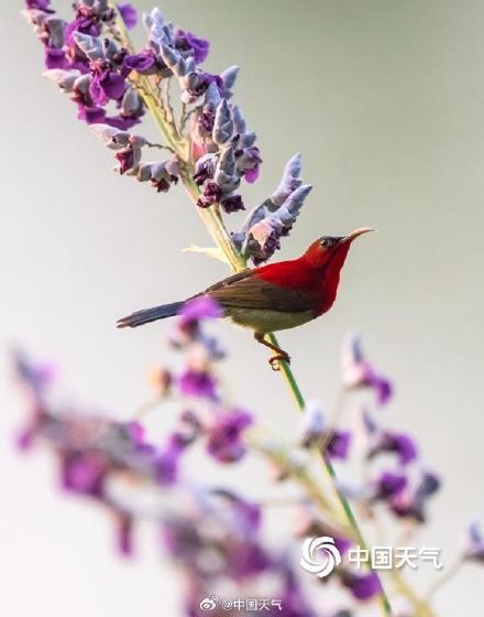 花间小精灵！广西南宁青秀山花鸟同框 灵动唯美
