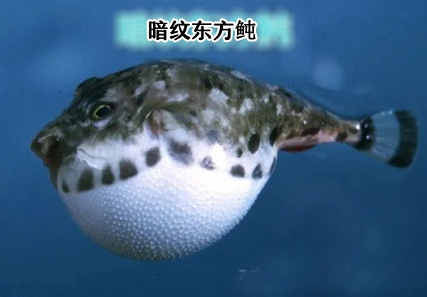 近期高发！0.5毫克可致命，无特效药！很多广东人爱吃→