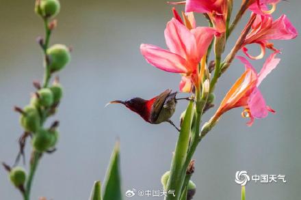 花间小精灵！广西南宁青秀山花鸟同框 灵动唯美