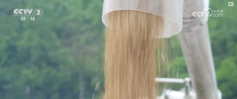 麦粒渐满，丰收在望！夏粮生产形势好 收购准备就绪 端稳饭碗底气足