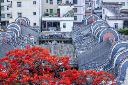 岭南镬耳屋顶与火红凤凰花同框 岭南镬耳屋顶与火红凤凰花同框