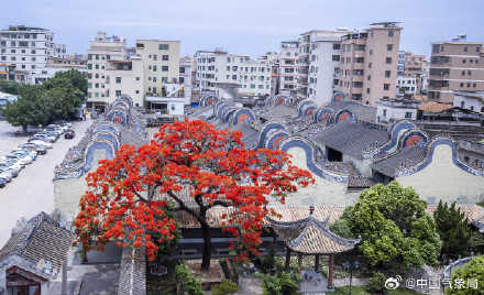 岭南镬耳屋顶与火红凤凰花同框 岭南镬耳屋顶与火红凤凰花同框