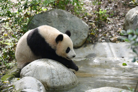 旅外大熊猫回家后的生活 哪只是你心爱的小熊？