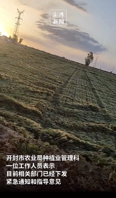 麦田被大风吹倒要不要扶？网友在线求助，高校发文→