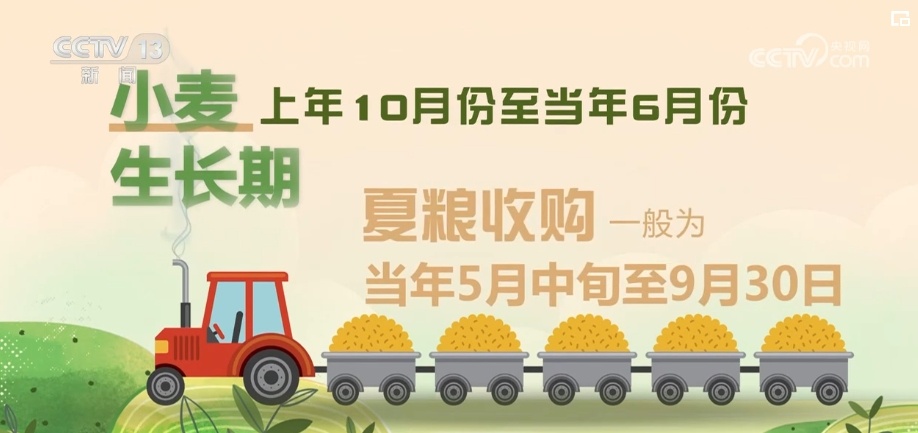 麦粒渐满，丰收在望！夏粮生产形势好 收购准备就绪 端稳饭碗底气足
