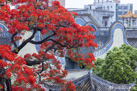 岭南镬耳屋顶与火红凤凰花同框 岭南镬耳屋顶与火红凤凰花同框