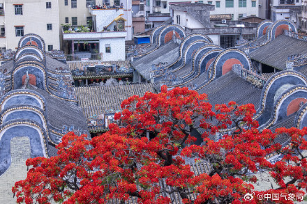 岭南镬耳屋顶与火红凤凰花同框 岭南镬耳屋顶与火红凤凰花同框