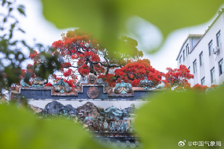 岭南镬耳屋顶与火红凤凰花同框 岭南镬耳屋顶与火红凤凰花同框