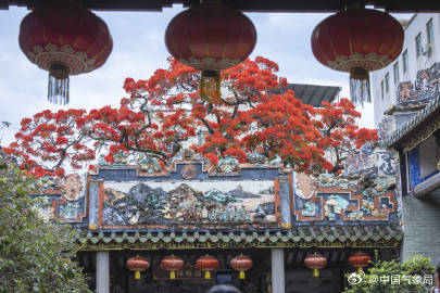 岭南镬耳屋顶与火红凤凰花同框 岭南镬耳屋顶与火红凤凰花同框