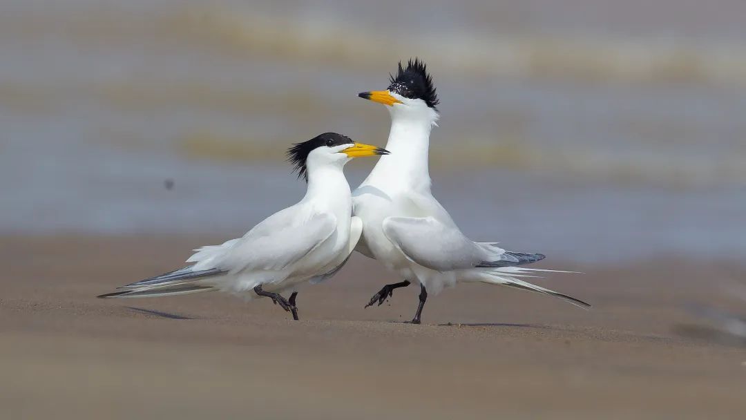 曾神秘消失63年！福州今年又迎来它们！