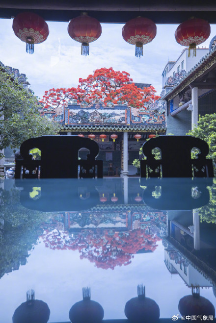 岭南镬耳屋顶与火红凤凰花同框 岭南镬耳屋顶与火红凤凰花同框