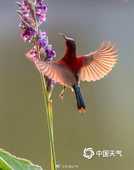 花间小精灵！广西南宁青秀山花鸟同框 灵动唯美
