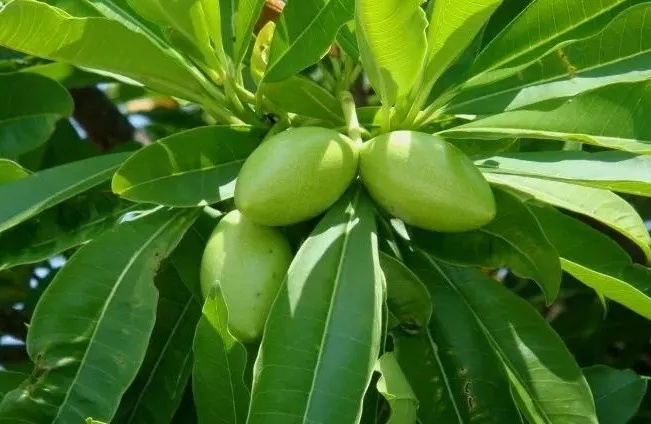 广东多地大量出现,不要吃 广东多地大量出现,不要吃