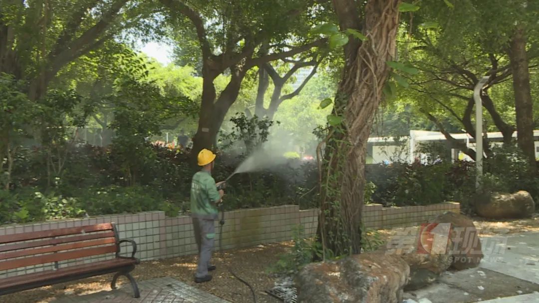 深圳“飘雪”=“会呼吸的痛” ？别担心，公园来帮你清理