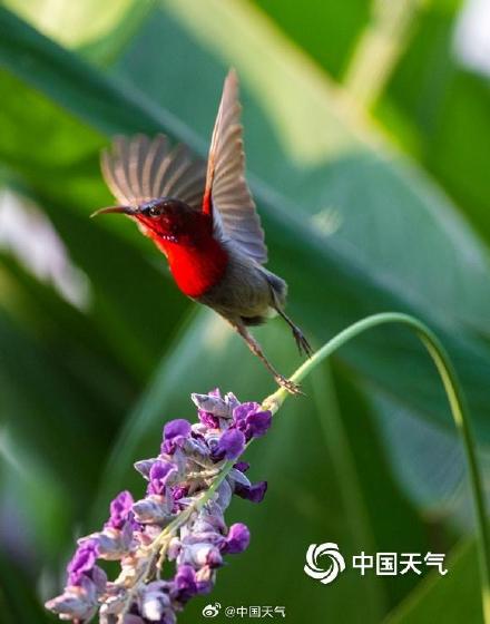 花间小精灵！广西南宁青秀山花鸟同框 灵动唯美