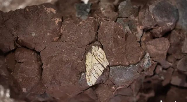 广州首次发现暴龙超科化石