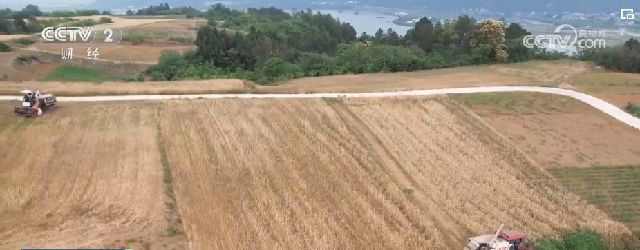 麦粒渐满，丰收在望！夏粮生产形势好 收购准备就绪 端稳饭碗底气足