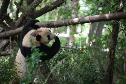 旅外大熊猫回家后的生活 哪只是你心爱的小熊？