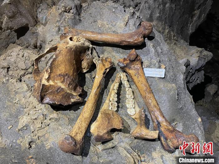 再有多处新发现 贵州绥阳双河洞已发现熊猫化石遗迹44处