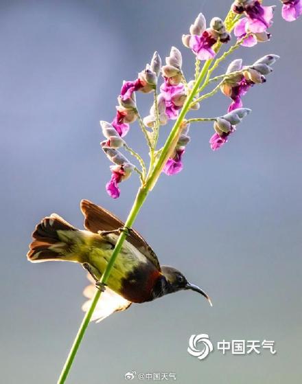 花间小精灵！广西南宁青秀山花鸟同框 灵动唯美