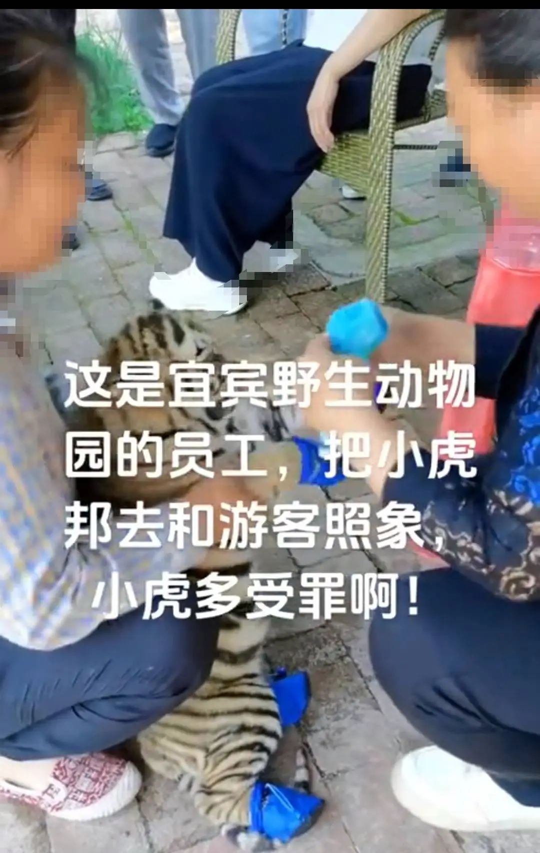 动物园绑住幼虎嘴和爪让游客合影？官方回应