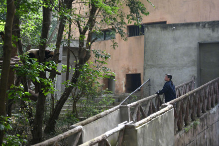 旅外大熊猫回家后的生活 哪只是你心爱的小熊？