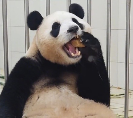旅外大熊猫回家后的生活 哪只是你心爱的小熊？