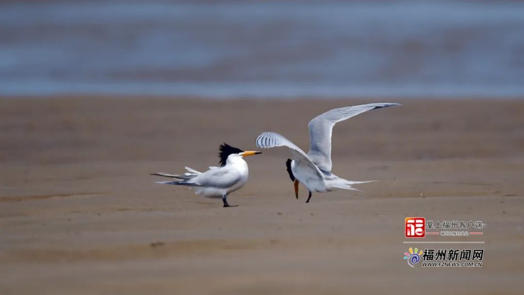 曾神秘消失63年！福州今年又迎来它们！