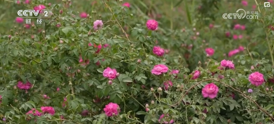 “丝路瑰宝”开出“花”产业 &nbsp;新疆因地制宜延长“花海经济”产业链