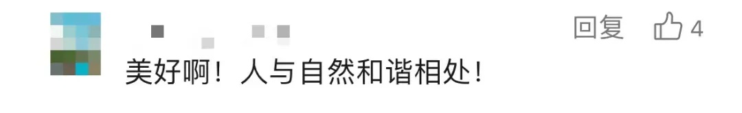 红耳bēi飞到学生宿舍筑巢？网友：论文送上门！